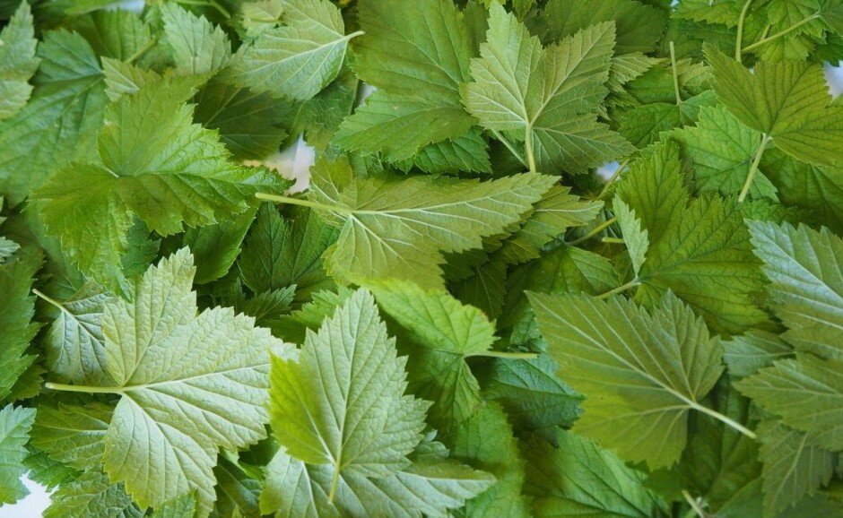 листья черной смородины