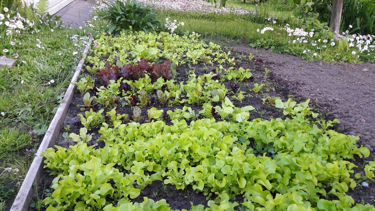 Молодой салат нуждается в поливе