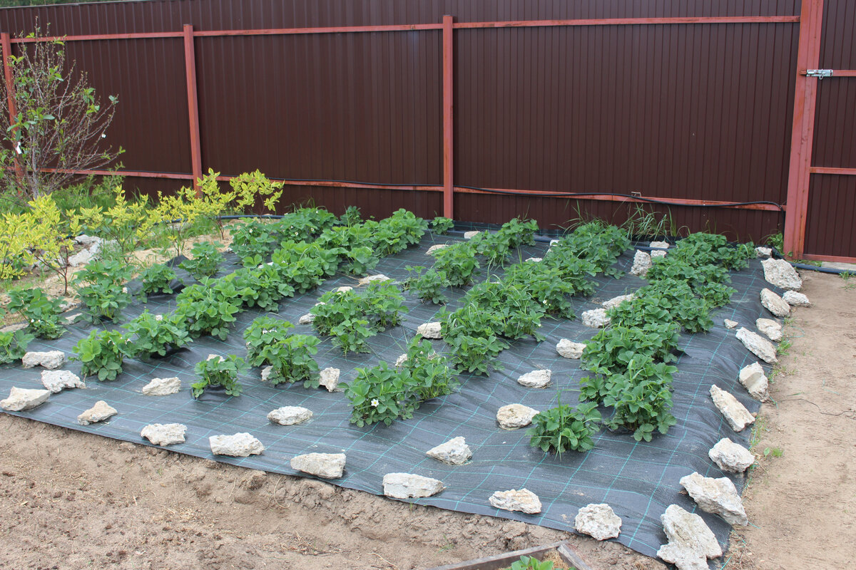 агроткань временно прижата камнями - наблюдаем...