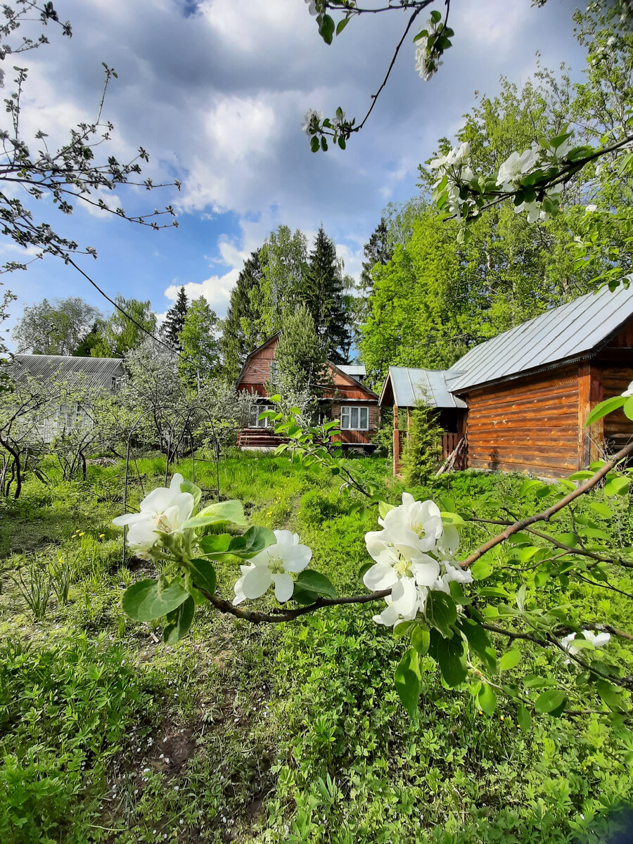 Дача. Фото автора