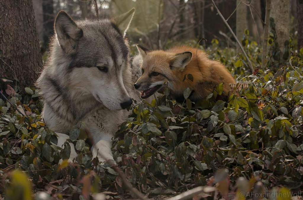 Яндекс.Картинки