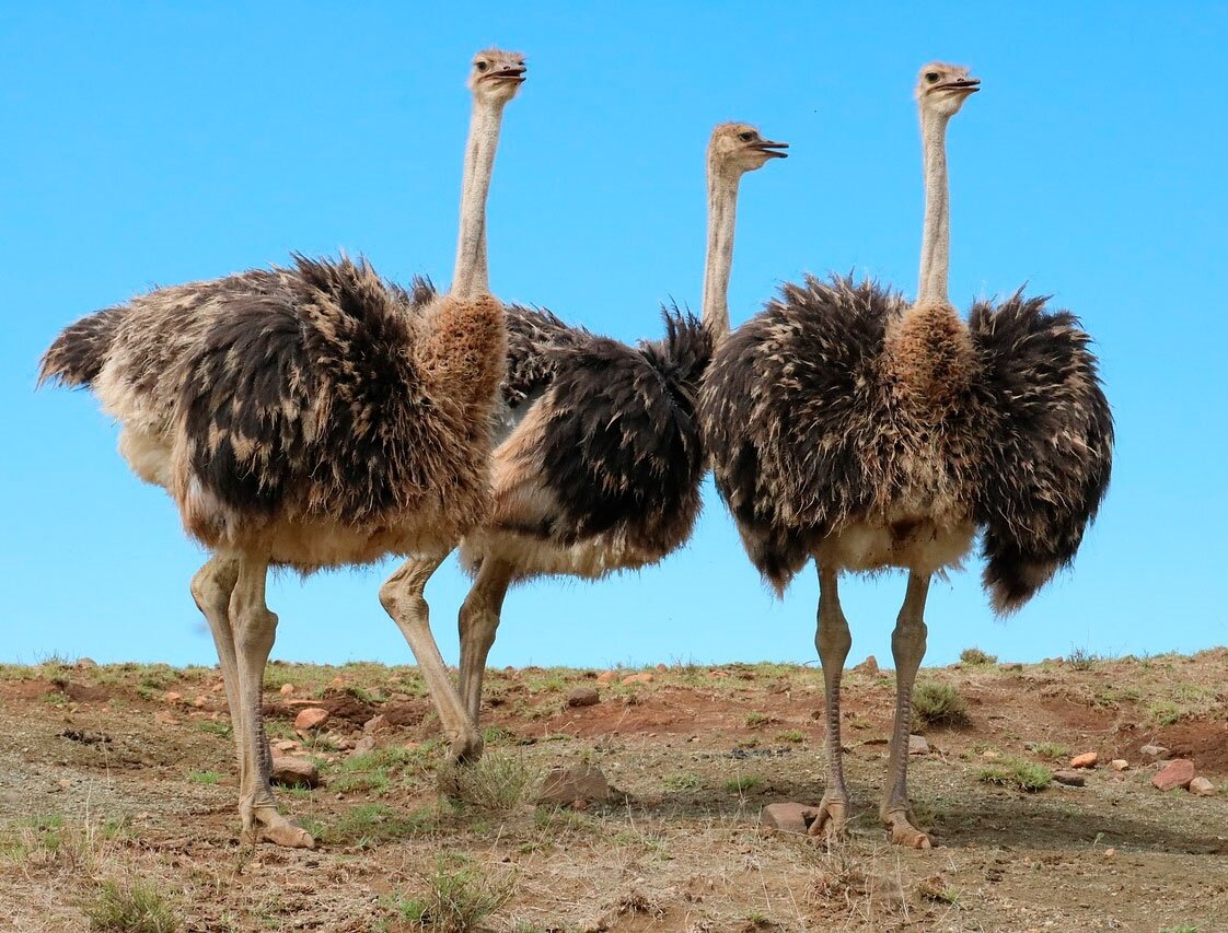 Разведение страусов в домашних условиях: цены и особенности содержания