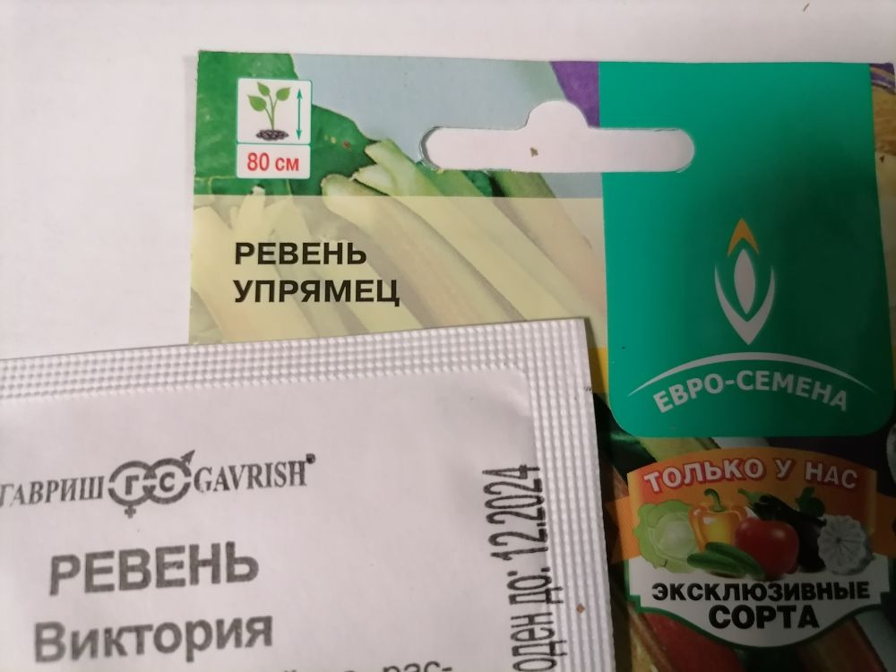 Семена ревеня, фото автора