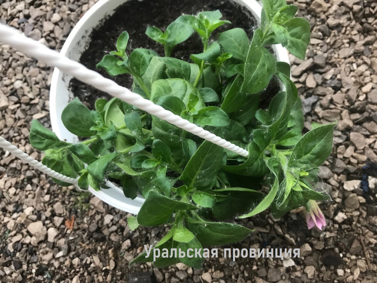 Листайте вправо - там этот же цветок сфотографирован спустя 7 дней после подкормки 