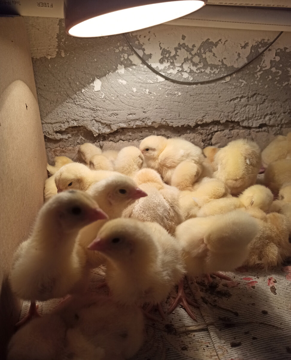 Насторожились