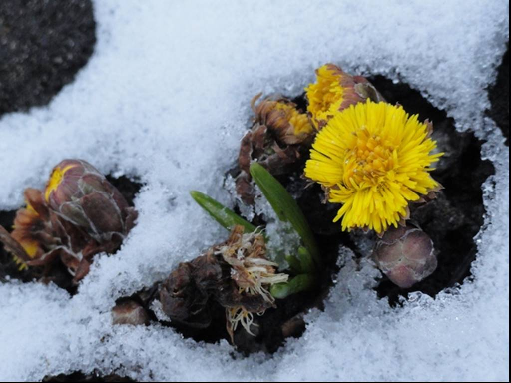 Первые цветы после снега. Первоцветы подснежники мать и мачеха. Мать и мачеха на проталинах.
