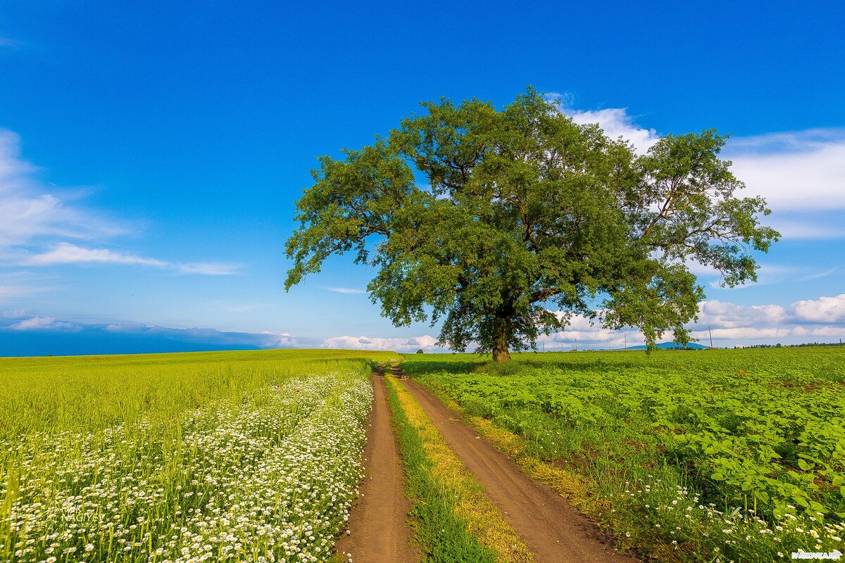 Лета техника это. Летняя природа. Лето. Лето картинки. Картинки лето природа.