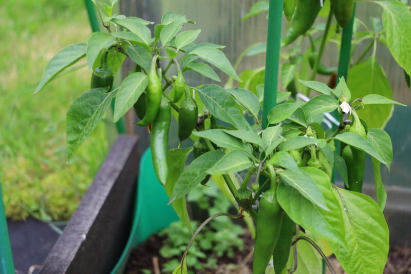 Перец. Иллюстрация для статьи используется по стандартной лицензии ©dachnyedela.ru