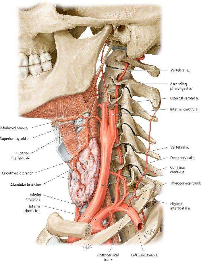 Сосуды шеи человека в картинках