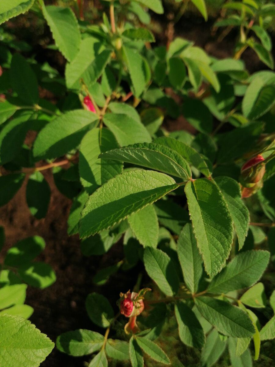 первые окрашенные бутоны, 24.05.2021 года