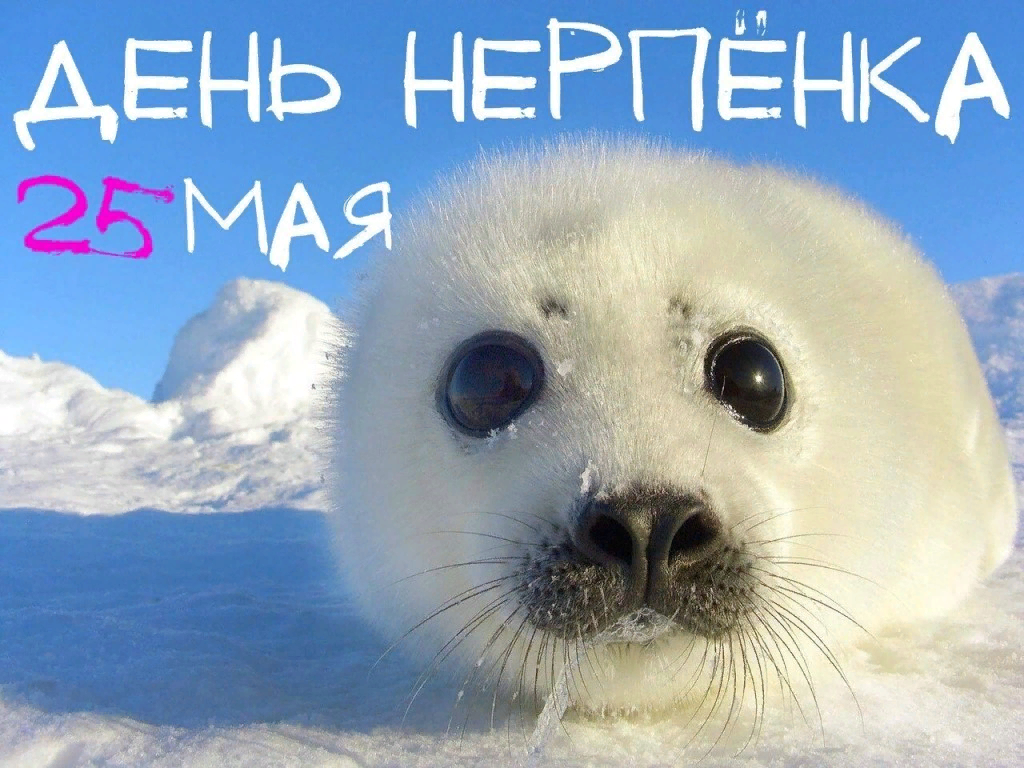 Фото из открытого источника