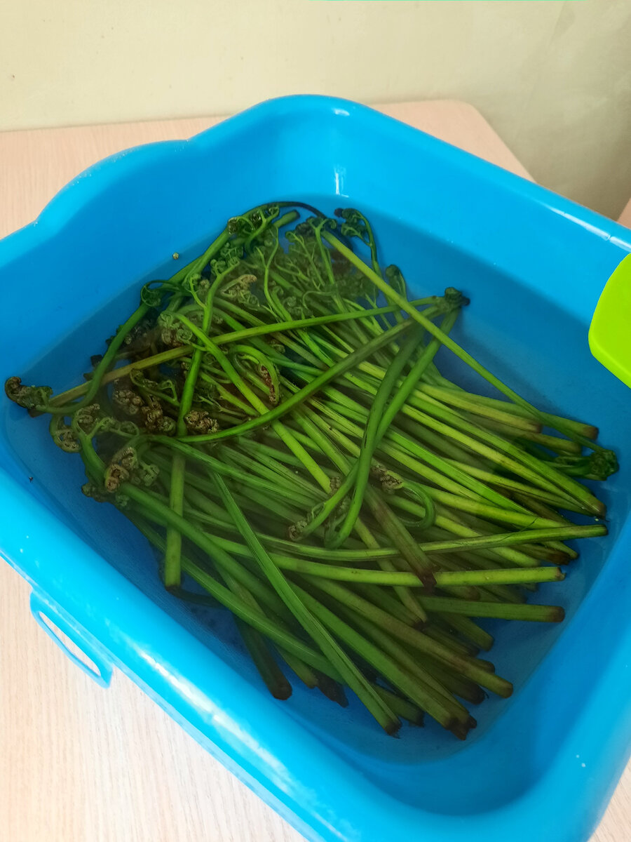 Вымачиваем папоротник