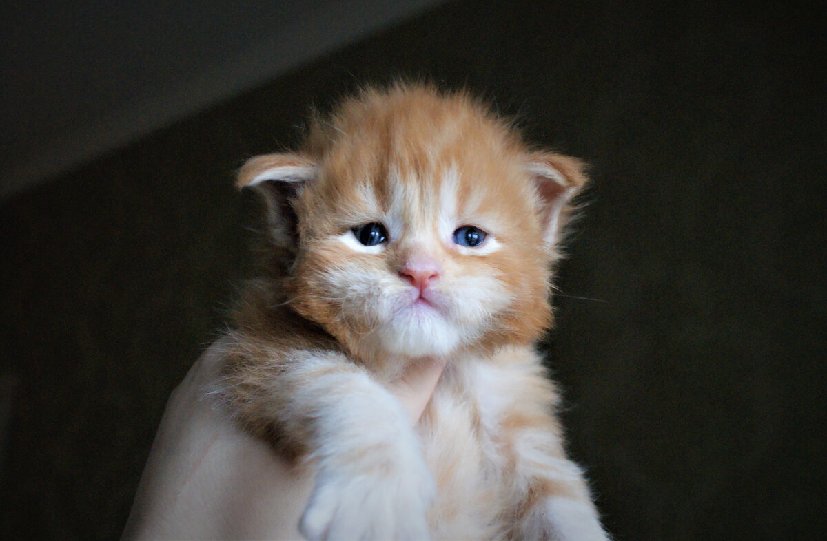 Фото из личного архива. Котенок мейн-кун красного мраморного окраса.