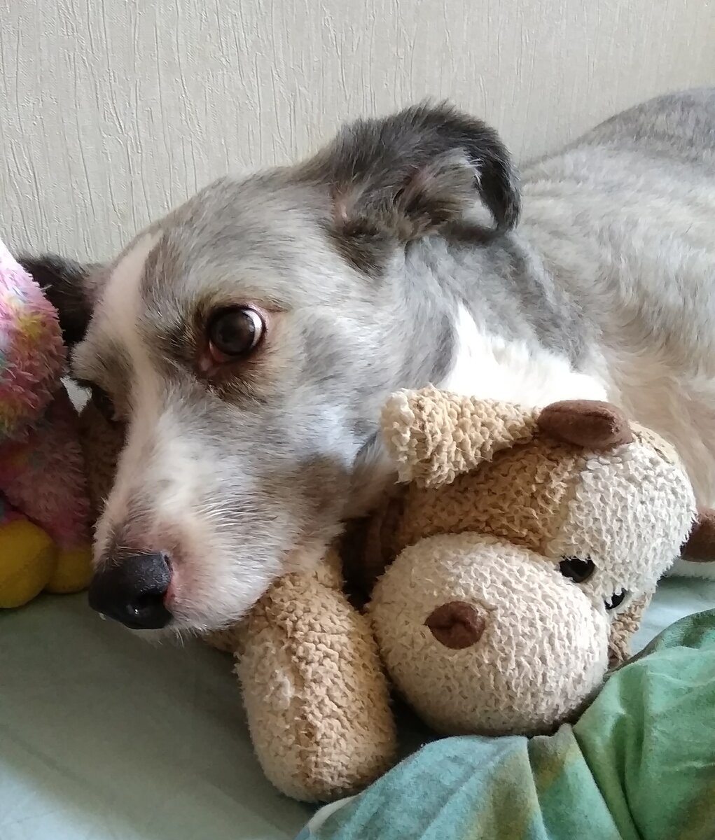 Муся и ее любимая игрушка.