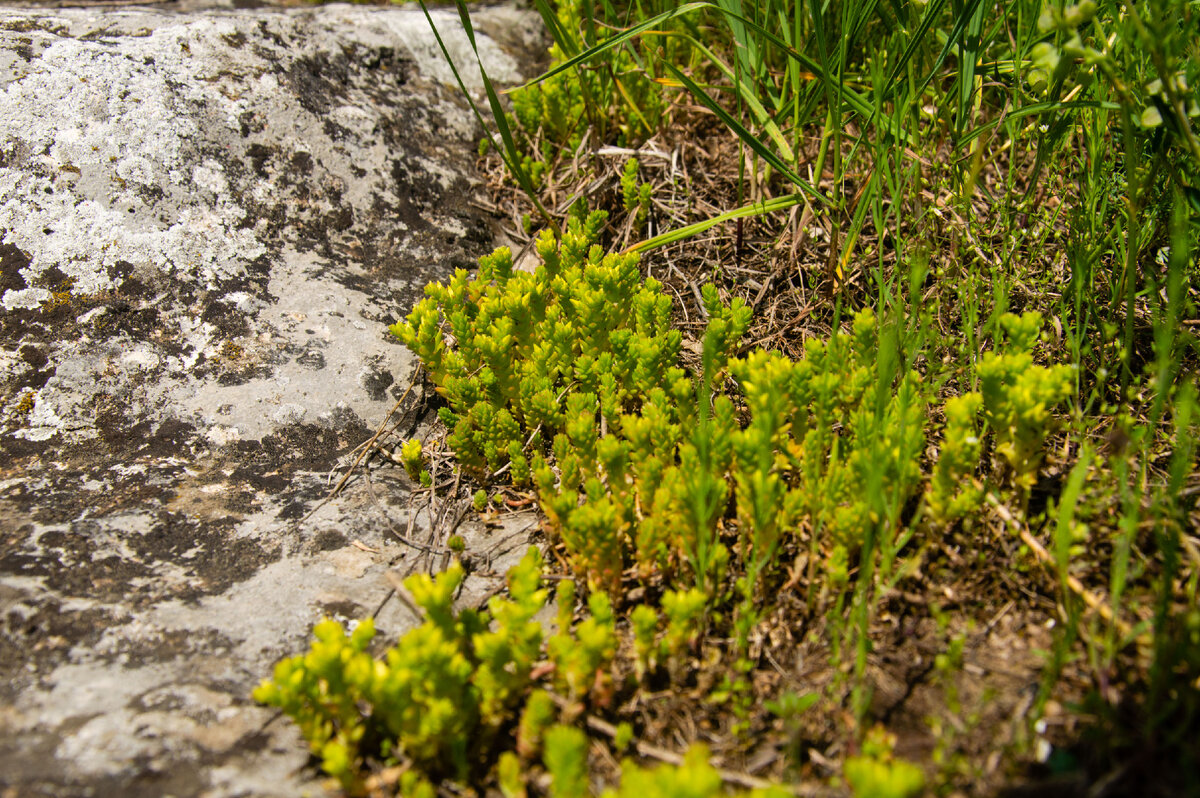 Поросль растет сквозь камень. Идея тоже рвется наверх, но ее многие чиновники боятся и обрывают ростки.