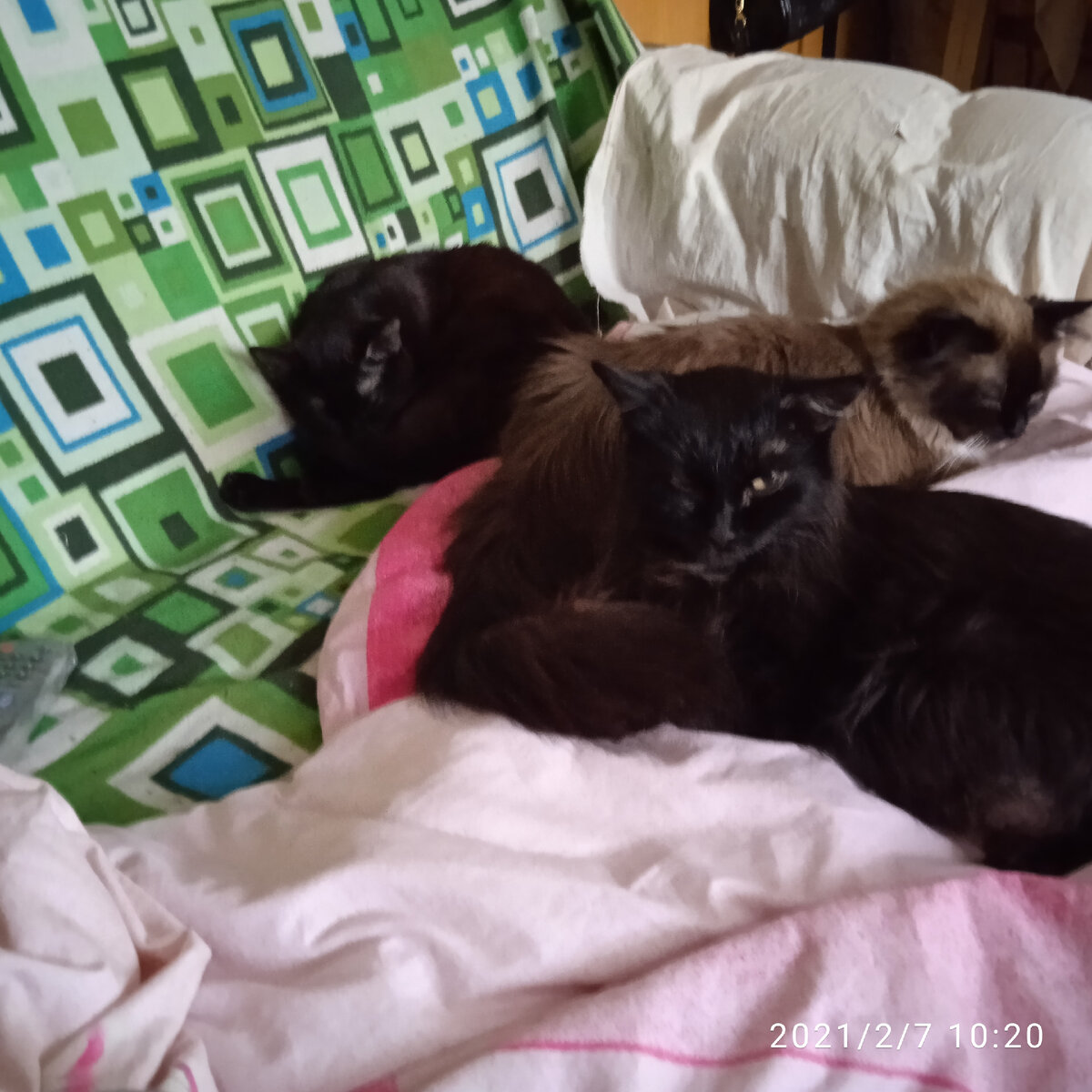 Муся, Маркиза, Мустанчик. 