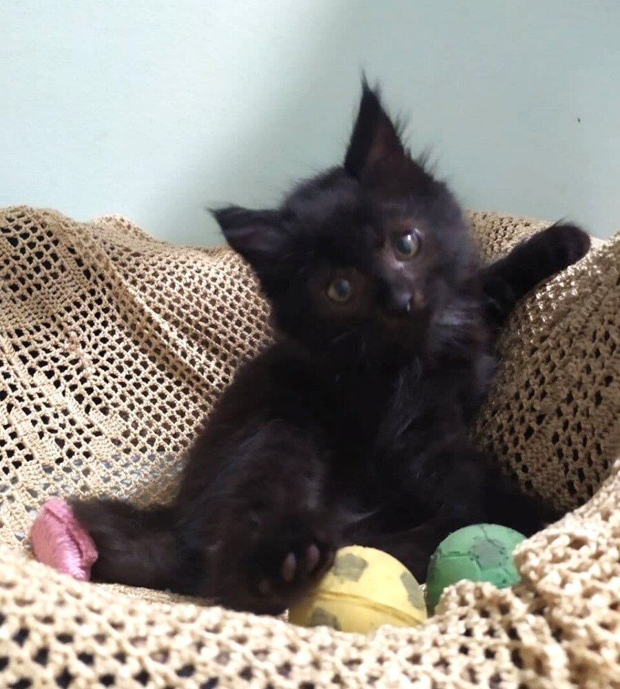 Мишка Тэдди, 2 месяца        (можно листать)