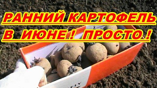 КАК ВЫРАСТИТЬ РАННИЙ КАРТОФЕЛЬ ! В ИЮНЕ ! ПРОСТО ! ОТ ПОСАДКИ ДО КОПКИ !