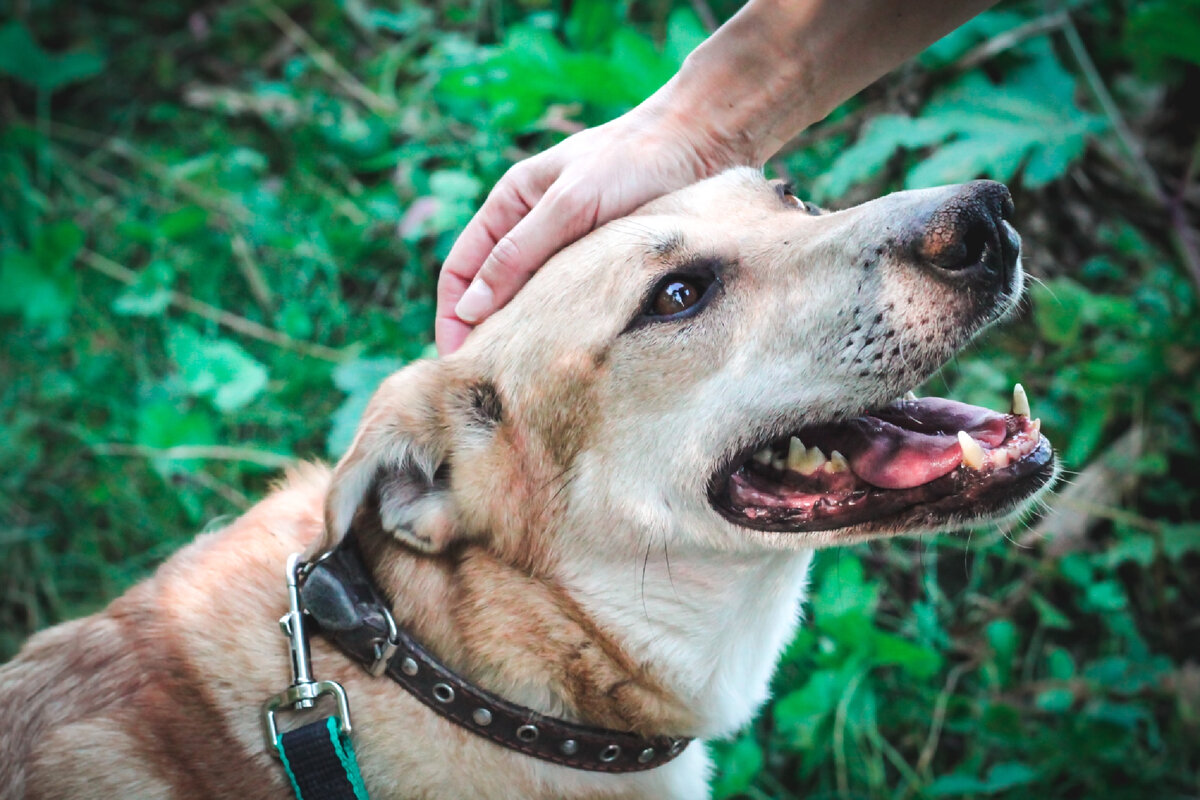 Наш Рейми до болезни