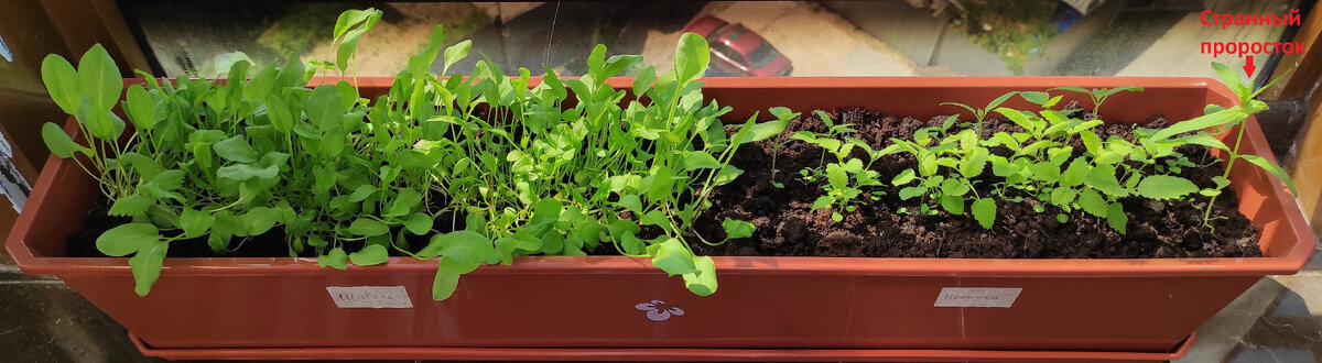 Щавель и мелисса, 02.06.2021, 42 дня после посадки