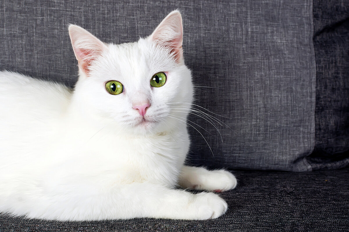 Почти локаторы, но очень харизматичные.