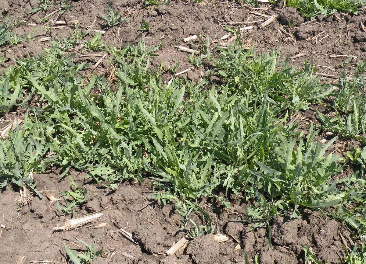 Латук татарский или Молокан