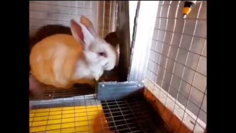 Клетки для кроликов своими руками (Обзор). | Дарасунский Кролик | Дзен