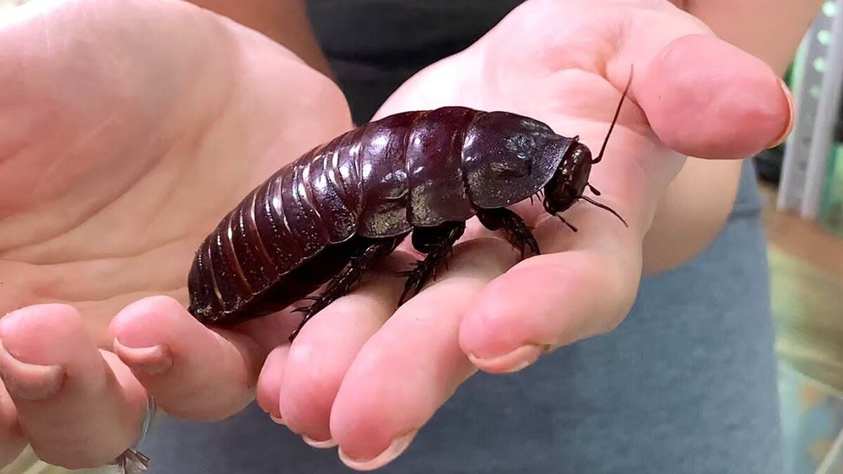 Самые большие тараканы в мире фото и названия