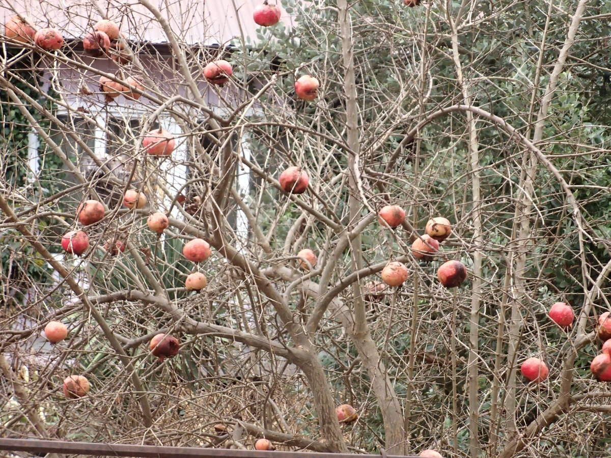 Гранат. Никому не нужен. Никто не собирает. Просто висит. 