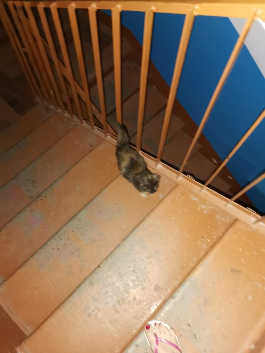 Храбрая Манечка решительно побежала за своими новыми друзьями.