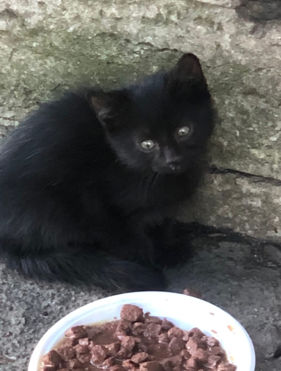 Малыш 1, черненький