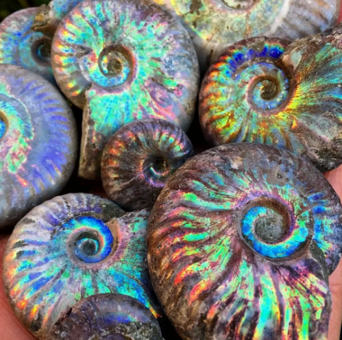 Аммониты могут быть различных размеров: от 1-2 см до 2 м.