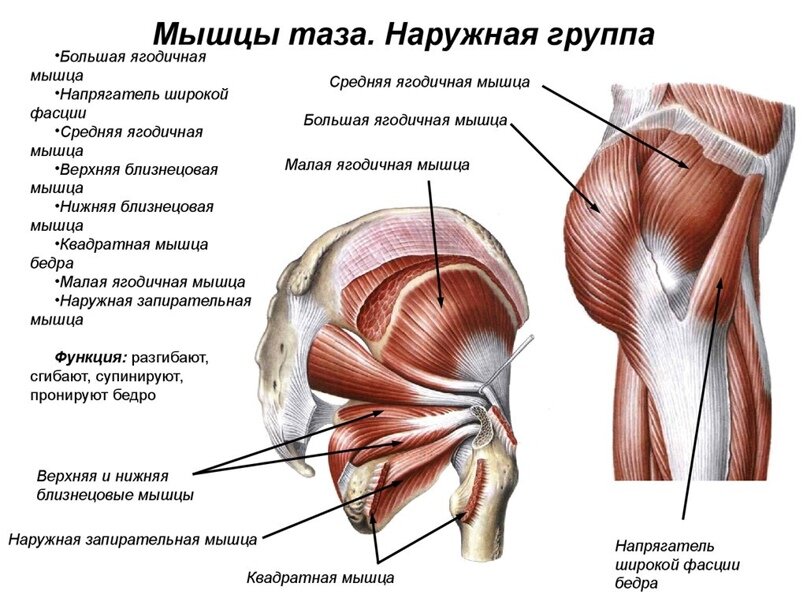 Ягодичные мышцы — Википедия