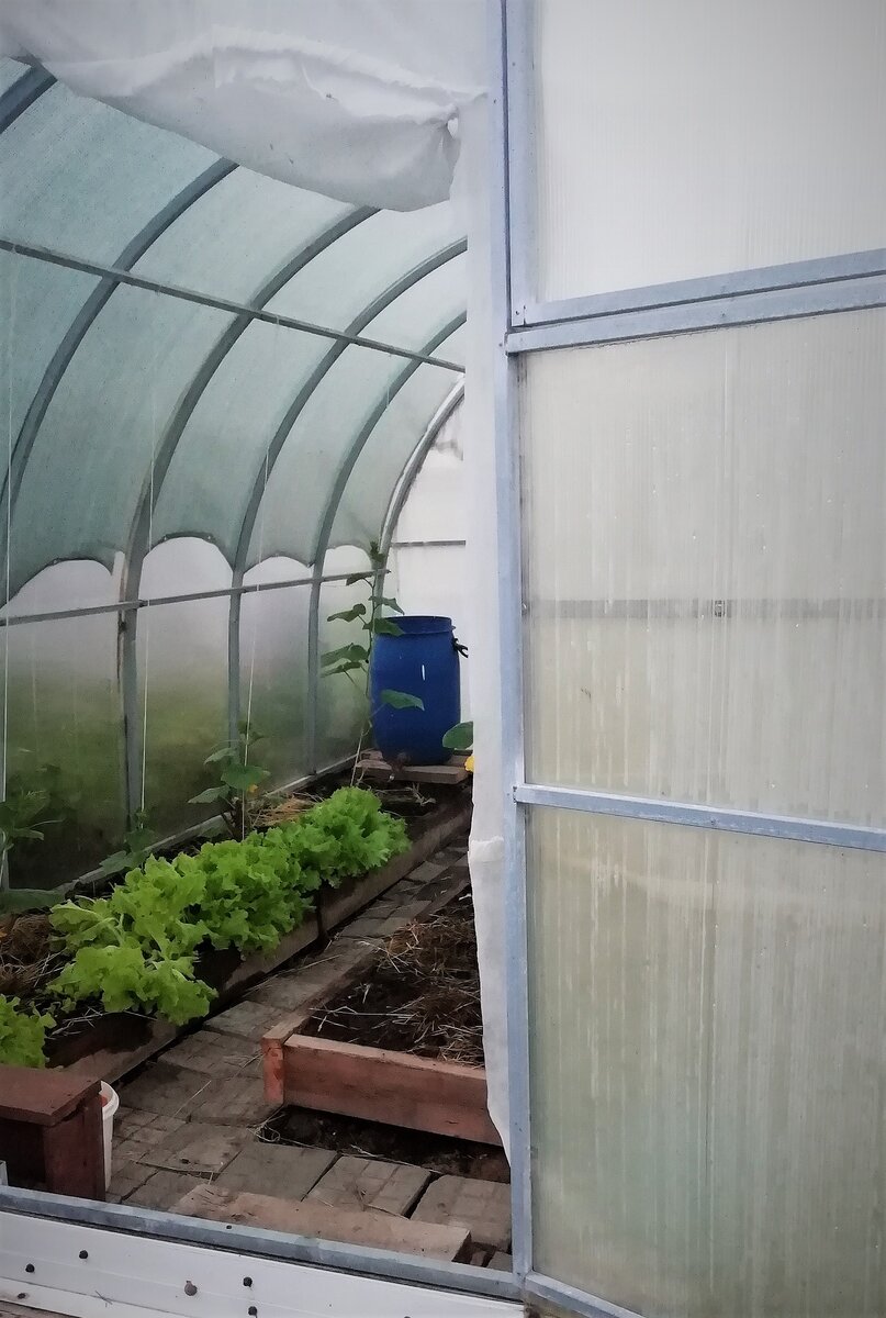 Салат и огурцы.