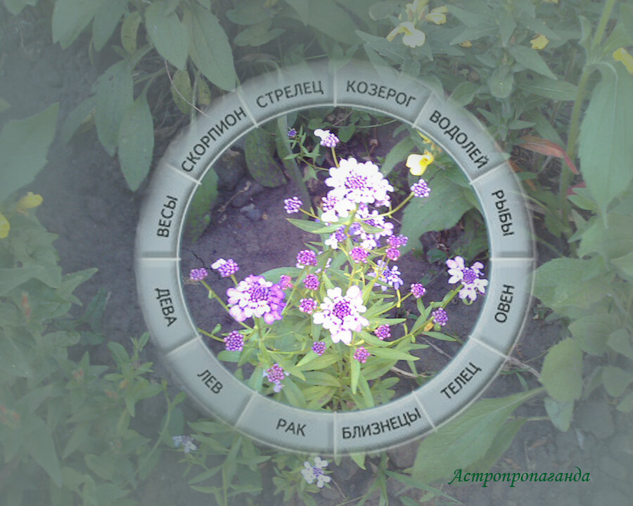 Коллаж Нины Стрелковой.