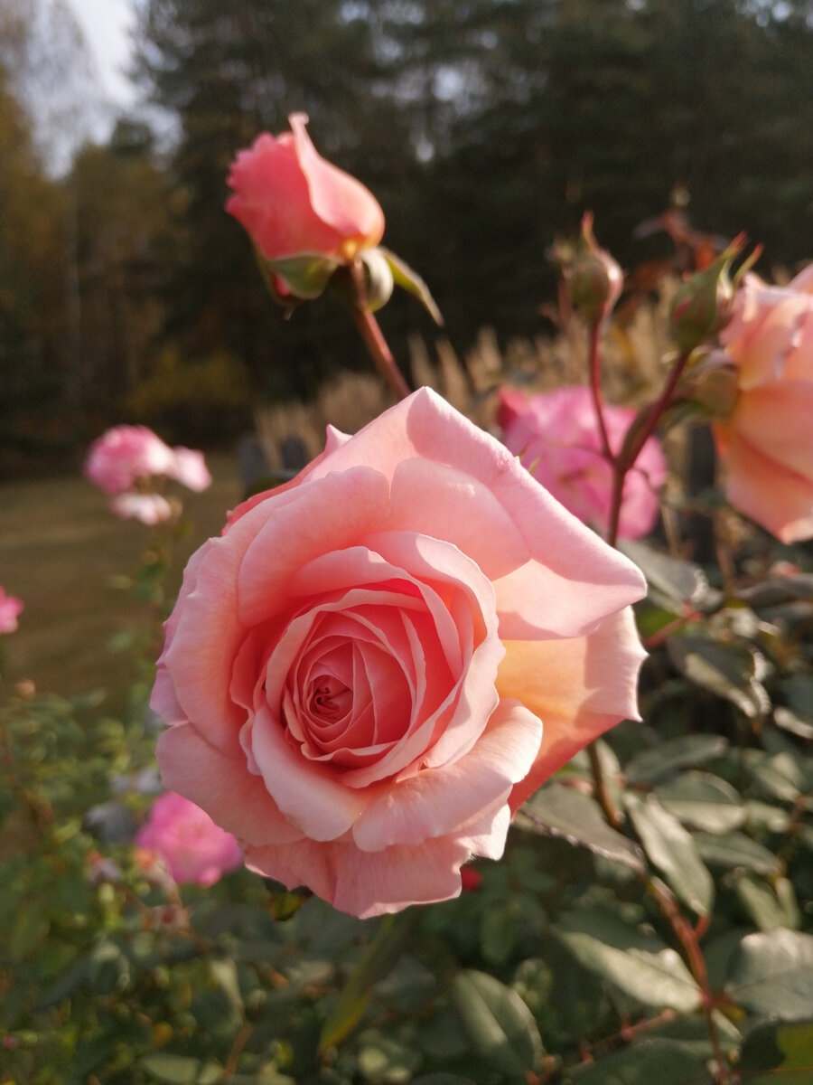 A Shropshire Lad/Э Шропшир Лэд, роза селекции Дэвида Остина, здесь и далее - фото автора