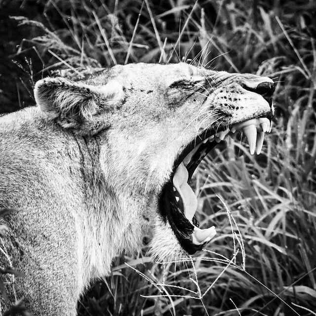 Съемка дикой природы | The queen. (Kruger National Park, South Africa, 2020)

Loliv | @olivieredme
