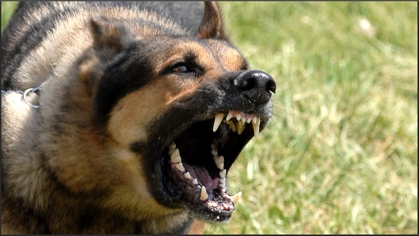 фото взято с открытого источника интернет