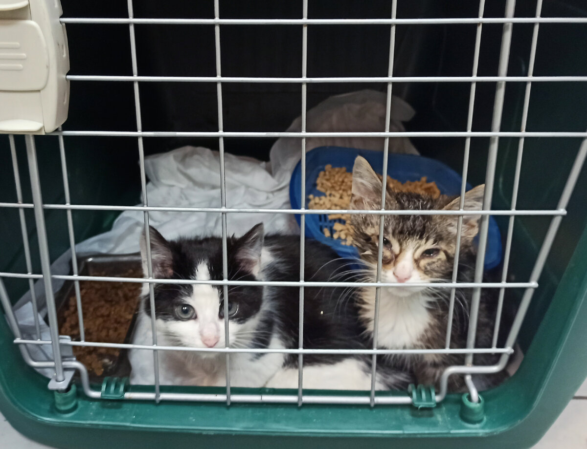 Фотография автора. Котята на передержке