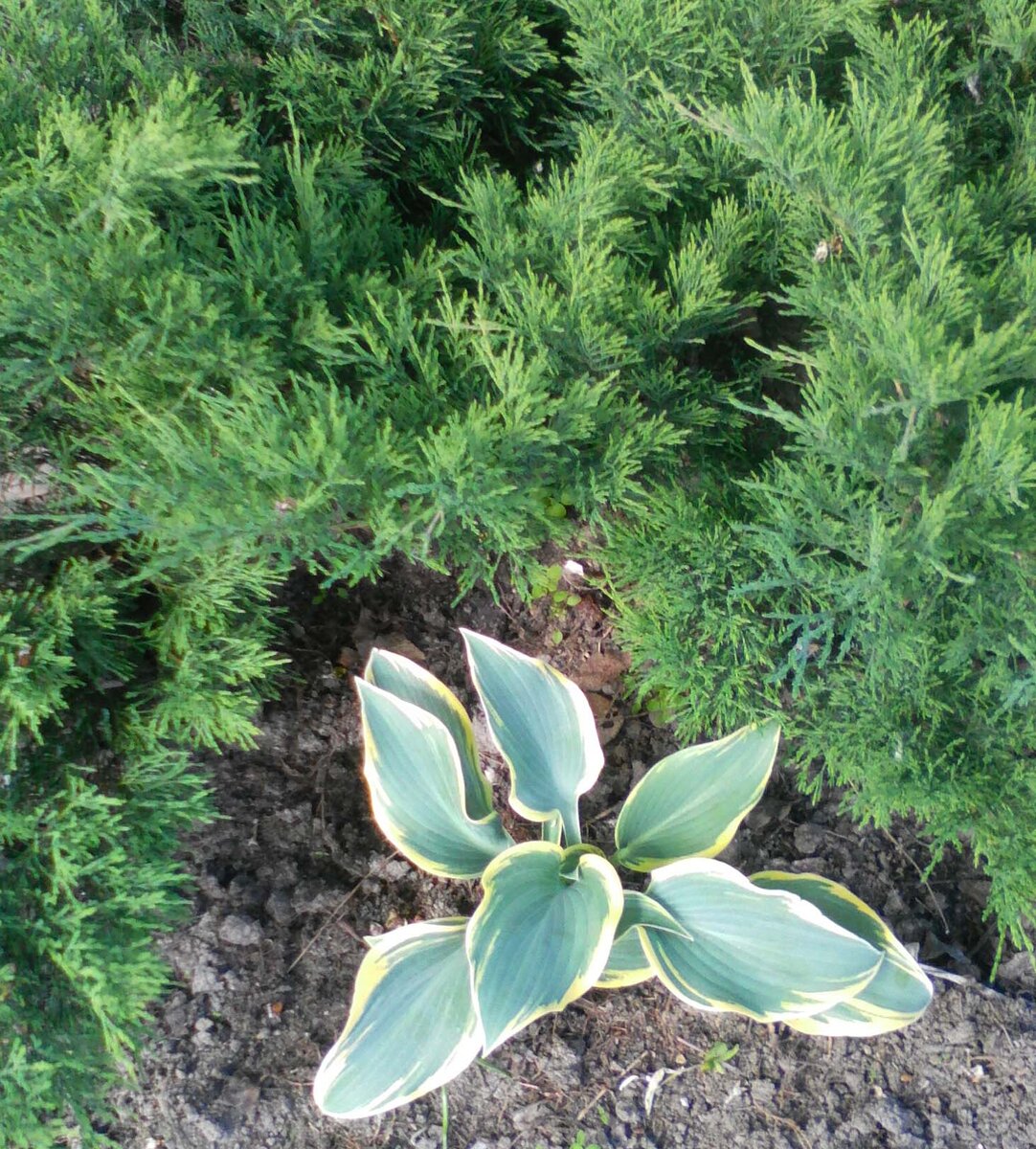 7 июня. Начинает белеть