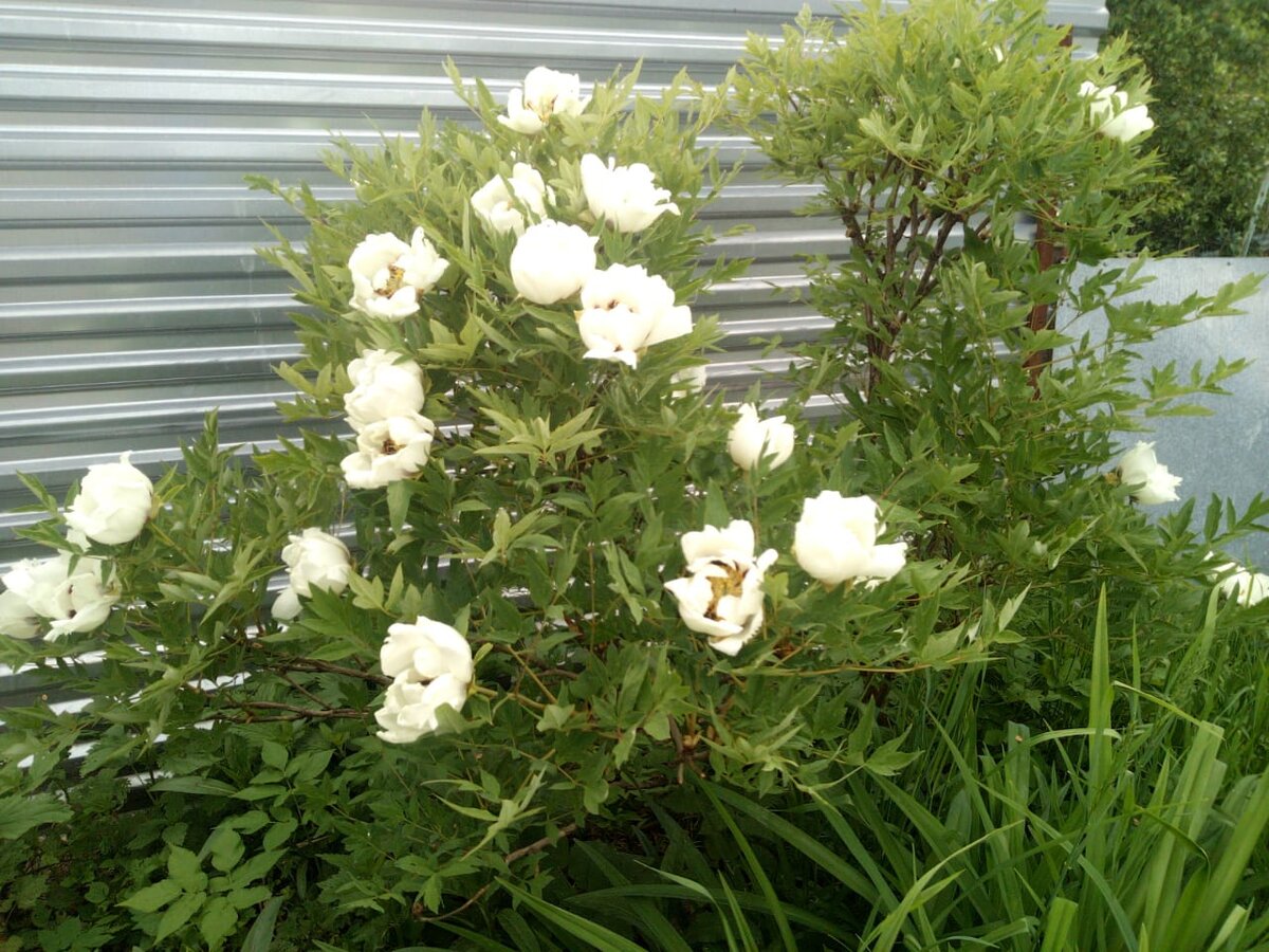 Фото автора статьи древовидный пион в нашем саду