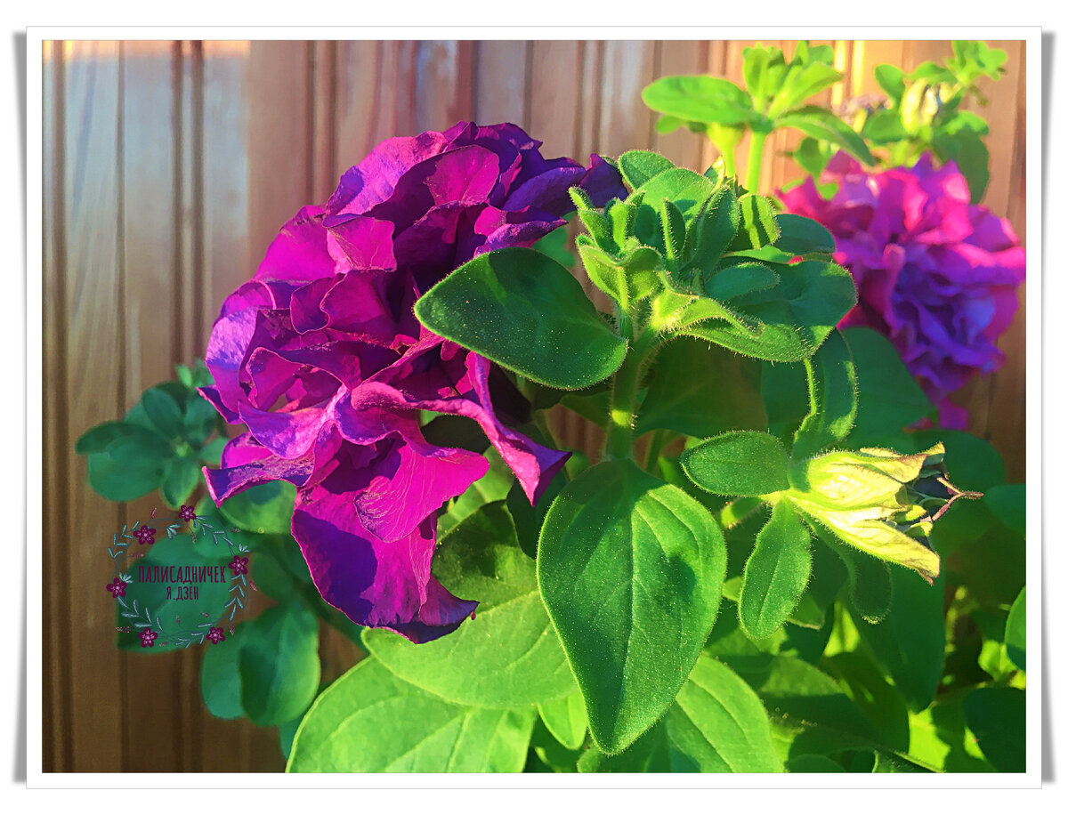 И каждый побег бутоном ли, цветком ли увенчан, несмотря на мою "оплошность".