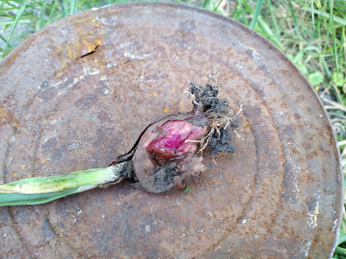 внутри он выглядит так. Только сердцевина нормальная, остальное гниль.