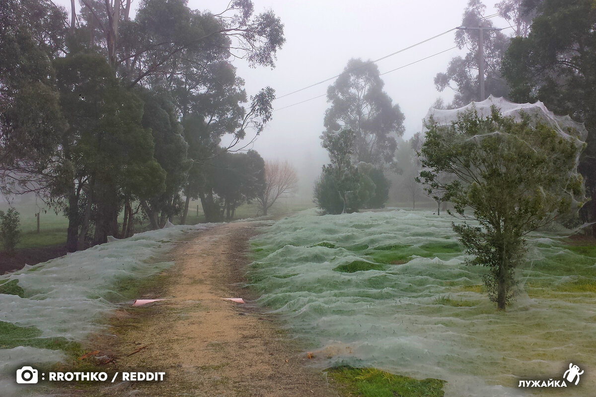 Temporada de arañas en australia