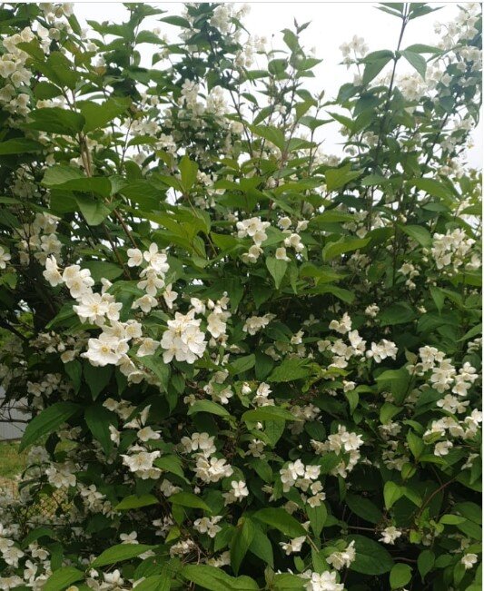 В моем саду