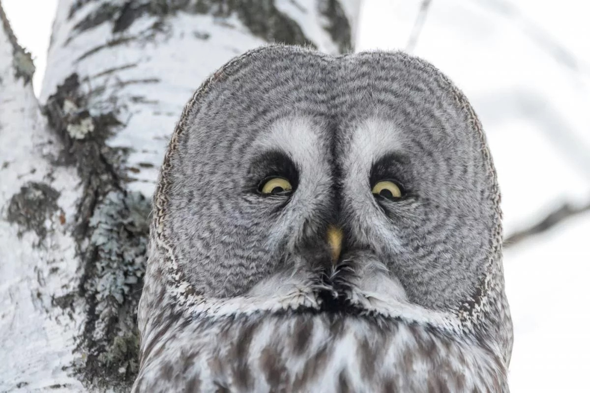 Белые пёрышки по обе стороны от клюва — и есть та самая борода.