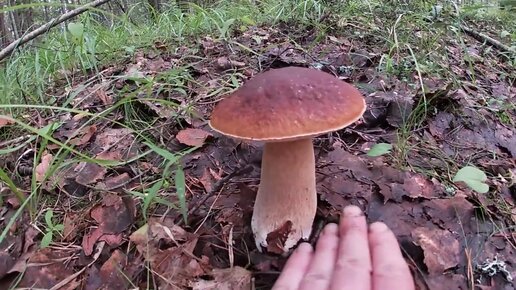 Не грибалка, а мечта. Белые грибы боровики и красноголовики красавцы ...