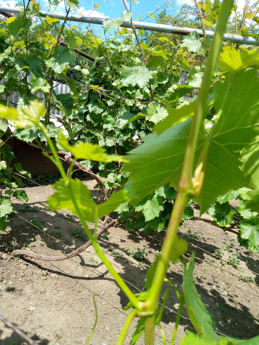 Пасынки-это побеги,развивающиеся из пазушных почек в пазухах листьев основного побега.