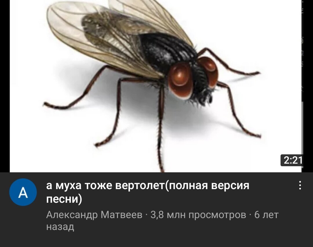 Образ жизни мух