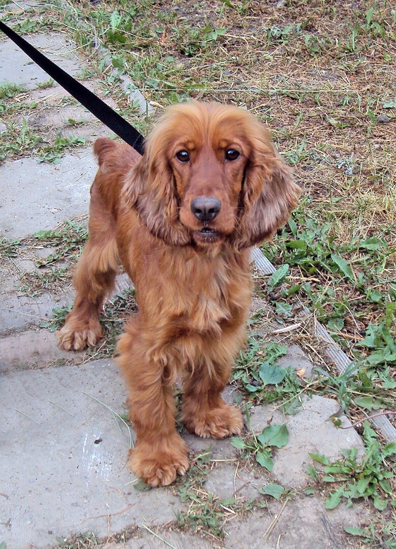 Рыжая бестия Ника